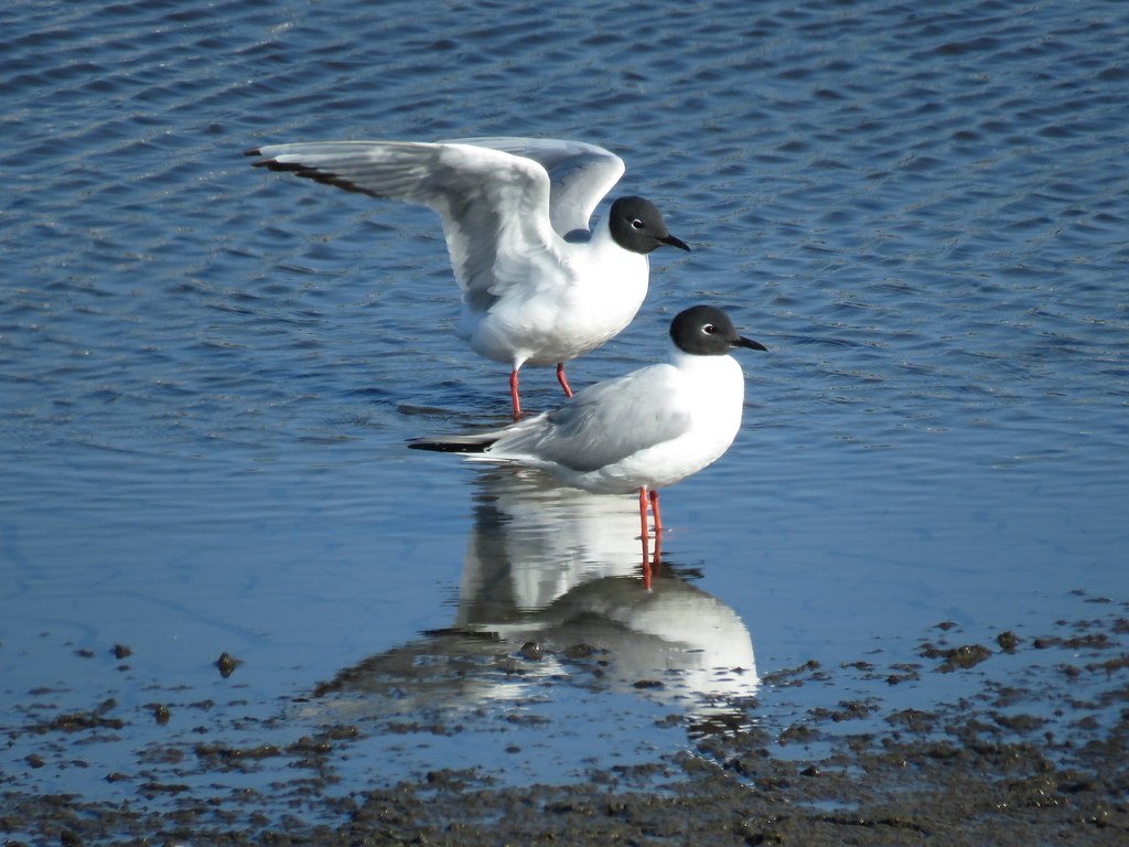 Bonaparte's Gulls on Ballona salt pan shallow water