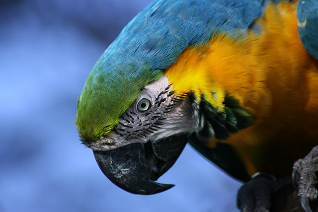 Parrot Week, Tuesday - Blue & Gold Macaw