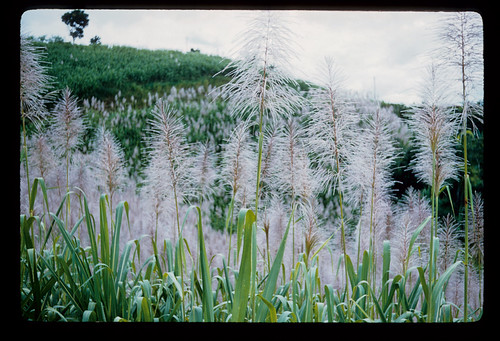 Sugarcane in bloom | by t13hman