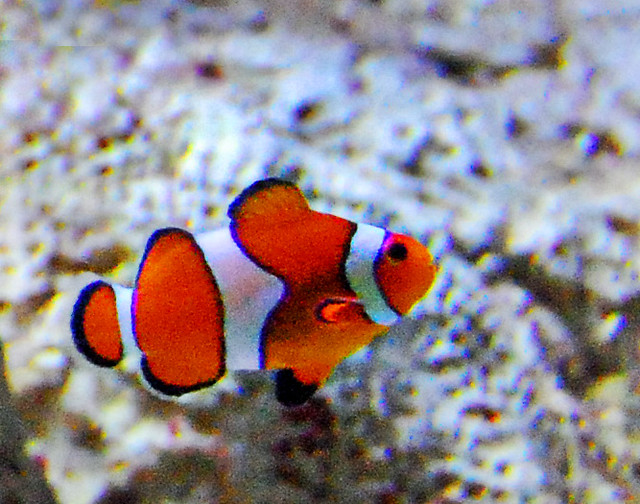 Clown Fish at Florida Aquarium