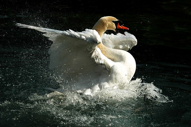 Swan the Tzar