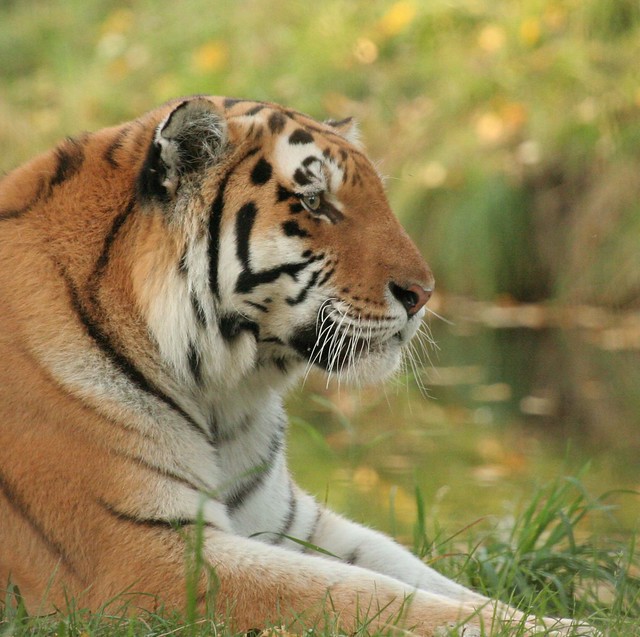 Bengal Tiger (Panthera tigris)