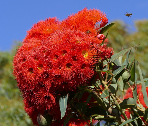 australia bluesky victoria bee eucalypt oceangrove floweringgum