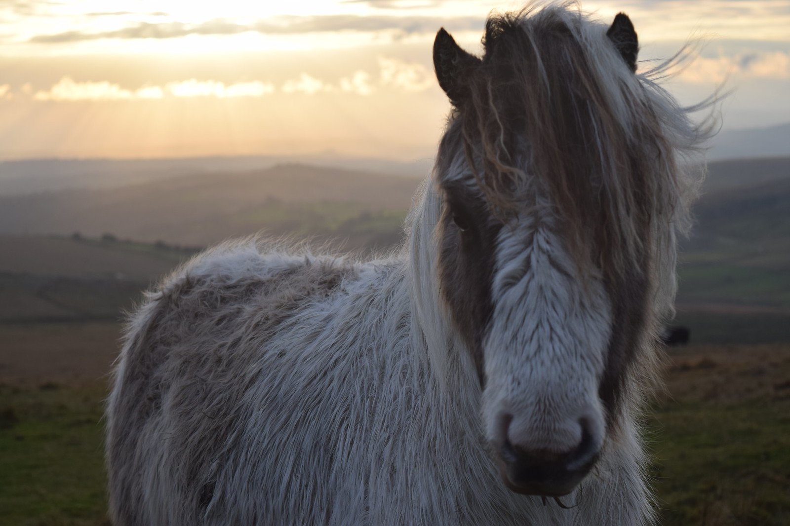 Kuc Dartmoor - Horse Scanner