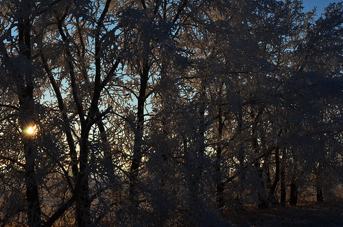 trees winter sun canada december small frosty alberta behind 12月 2015 カナダ 師走 shiwasu 十二月 アルバータ州 じゅうにがつ jūnigatsu priestsrun 平成27年