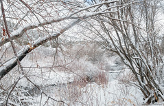 Mink Creek in Winter - Idaho