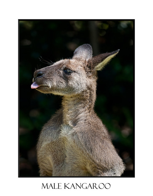 Male kangaroo poke out tongue