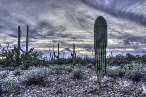 road travel sunset arizona cactus sky plants mountains southwest nature clouds landscape us succulent twilight view unitedstates desert tucson gates pass sharp hills valley vista greenery prick thorns saguaro overlook distance viewpoint tucsonmountainpark