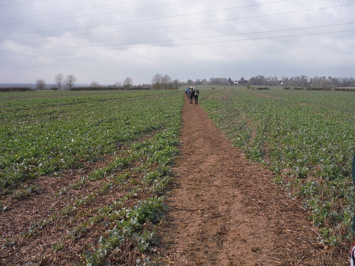 Well-cleared path through large field, Helsthorpe Farm SWC Walk Cheddington to Leighton Buzzard