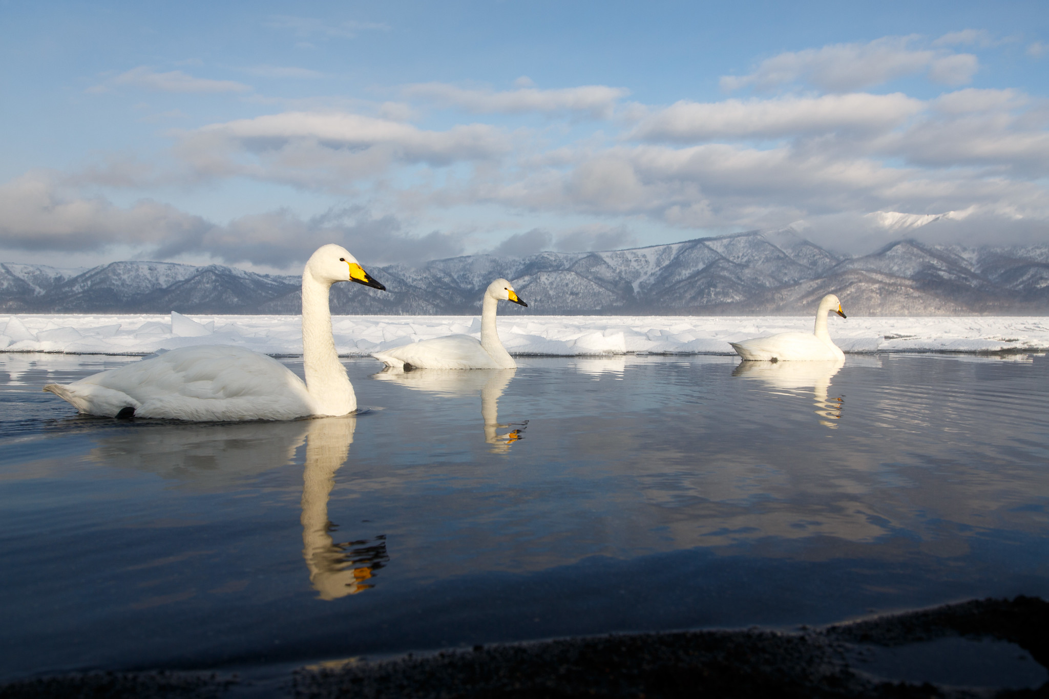 Whooper Swan - Sångsvan - Whooper Swans at Lake Kussharo