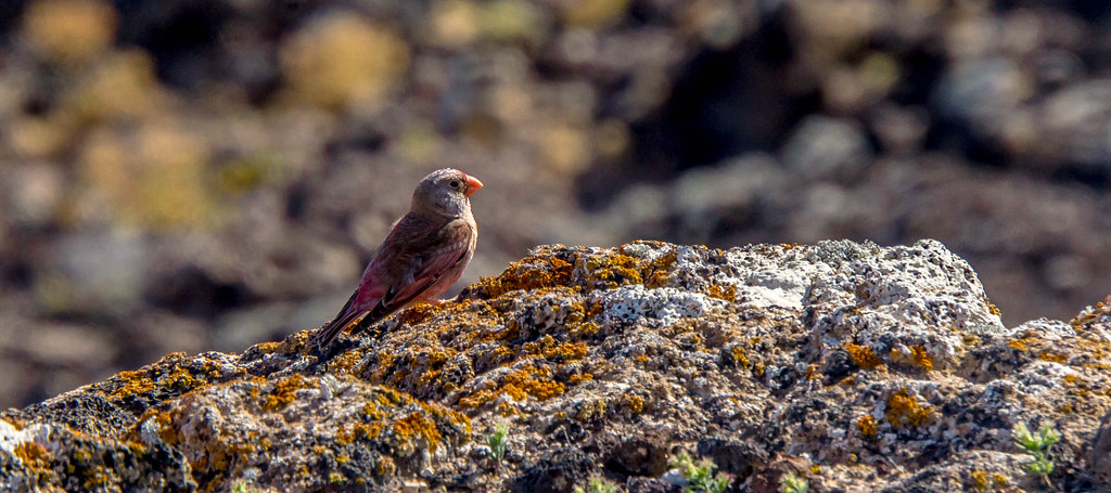 Trumpeter Finch in a volcano crater (Bucanetes githagineus)