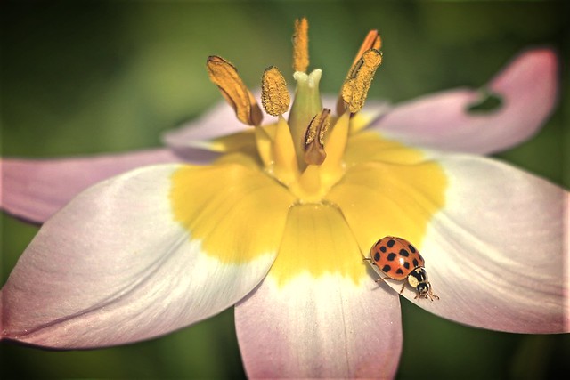 Tulip with ladybug