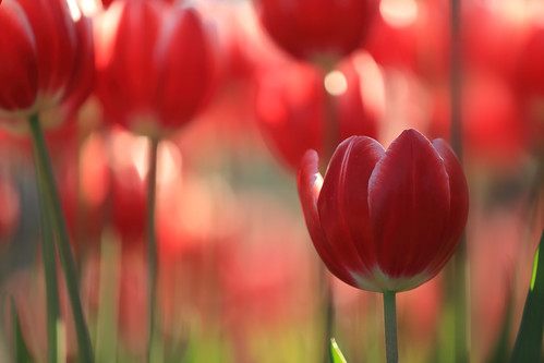 red tulips | by cate♪