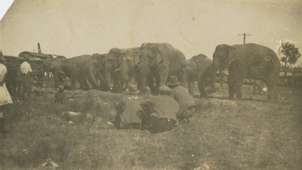 Elephants from Wirth's Circus lined up at Wallangarra 1928