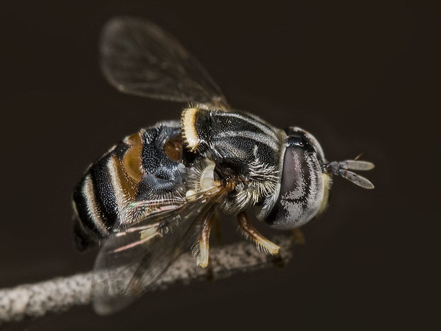 Hoverfly (Paragus serratus)