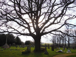 Tree in Churchyard, All Saints, Wing SWC Walk Cheddington to Leighton Buzzard