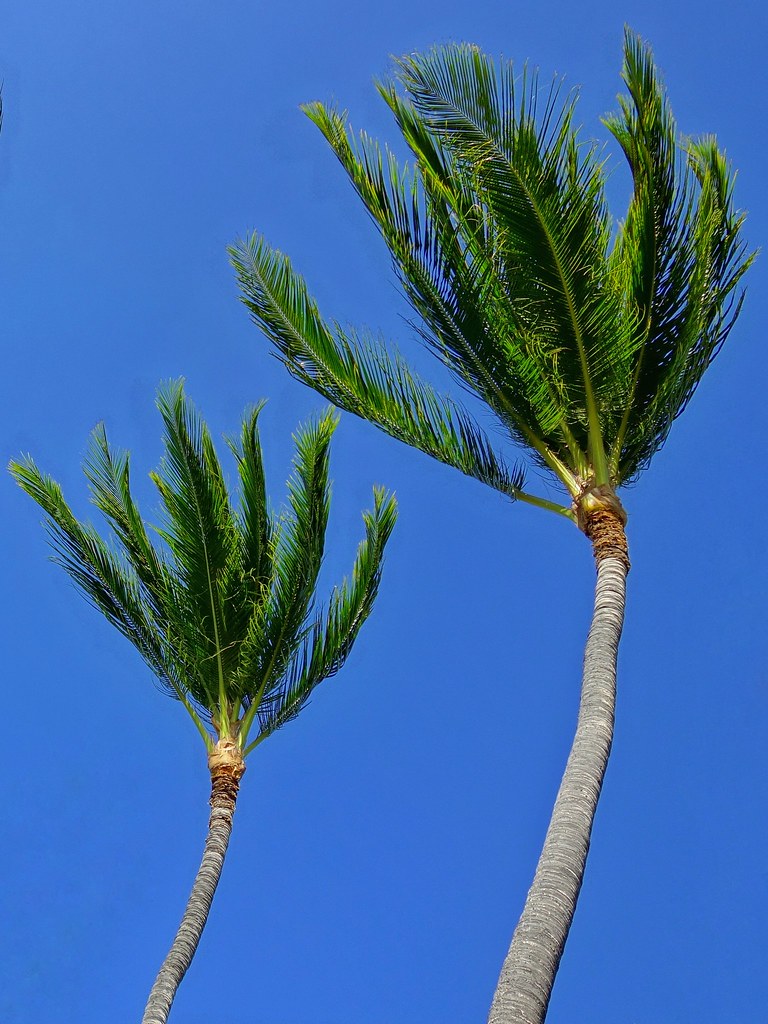 Anaeho'omalu Beach Palms 2