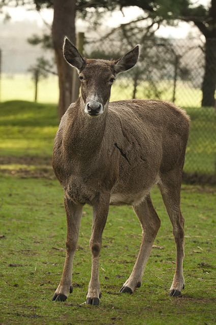 Cervus albirostris - Thorold's Deer