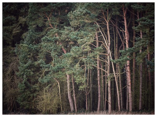 wood trees forest woodland photography oxfordshire oxon scotspines scotchpines damianward ©damianward