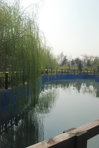 park tree pond asia willow tajikistan dushanbe душанбе тоҷикистон боғипарчамимиллӣ боғ