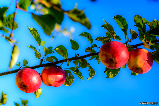 Wild Apples in rear Intervale, Nova Scotia