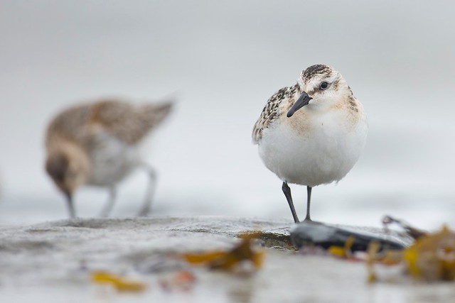 Calidris alba | Sanderling | sandlöpare