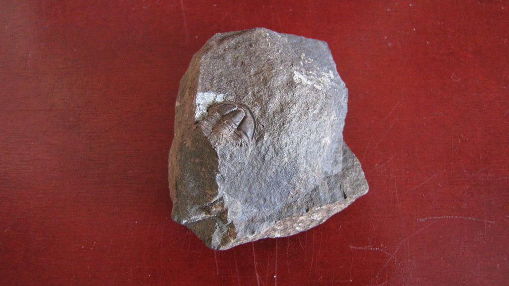 trilobit Conocoryphe Sulzeri
