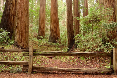 ocean california park santa trees red mountains west love nature beautiful beauty cali forest fence wonderful landscape coast landscapes amazing scenery view state pacific image clinton breath picture super scene glorious henry cruz remote felton redwood redwoods lovely taking trump rugged enchanted sanders rubio cowell 2016 fprest