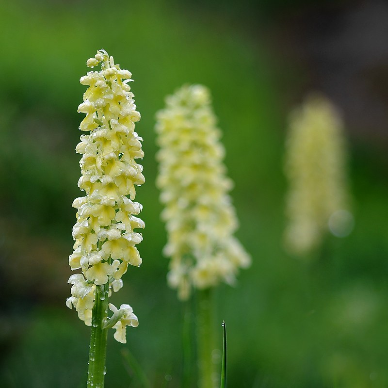 20150515-158F | Blasses Knabenkraut (Orchis pallens). Monte Baldo, 15.05.2015