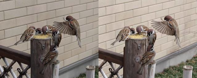 Eurasian tree sparrows, stereo cross view