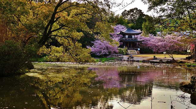 Spring reflections / Kyoto Kajuji Temple  Himuro-no-ike pond