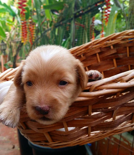 Little dog in basket