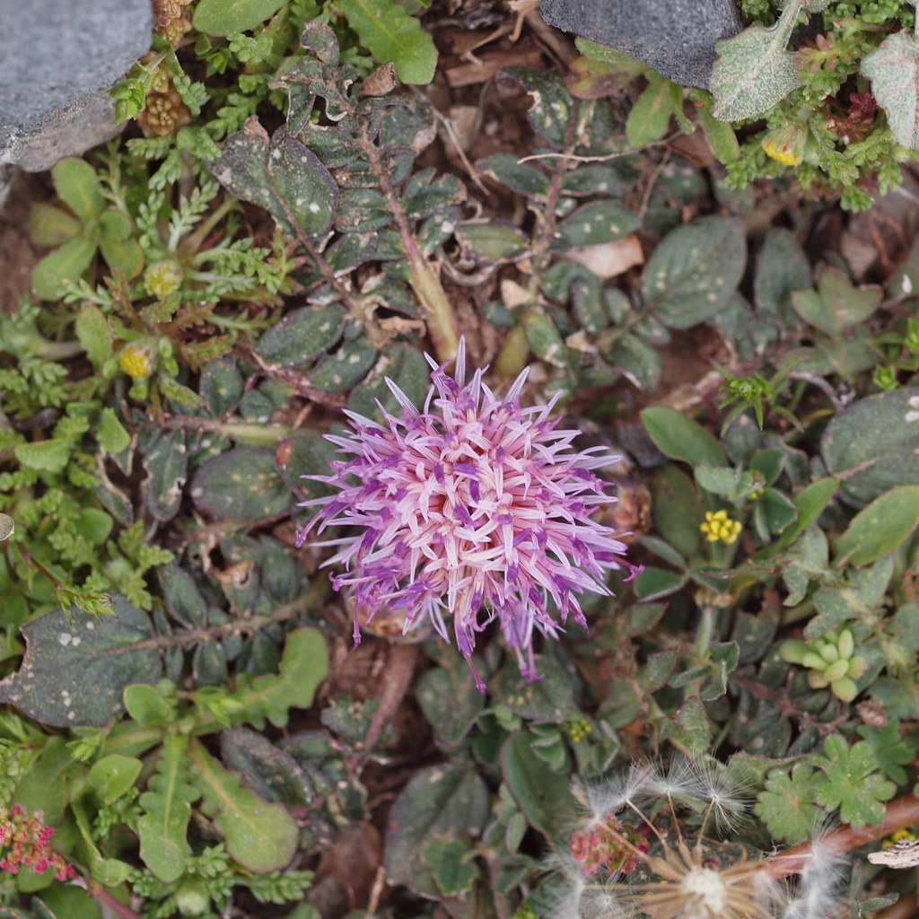 Centaurea raphanina Sm.