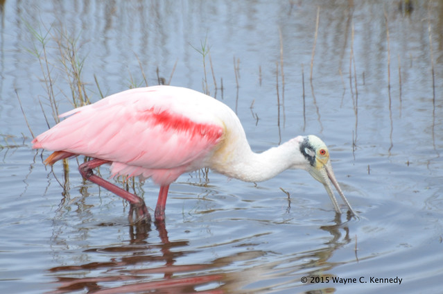 Roseate Spoonbill at MINWR along Black Point Drive