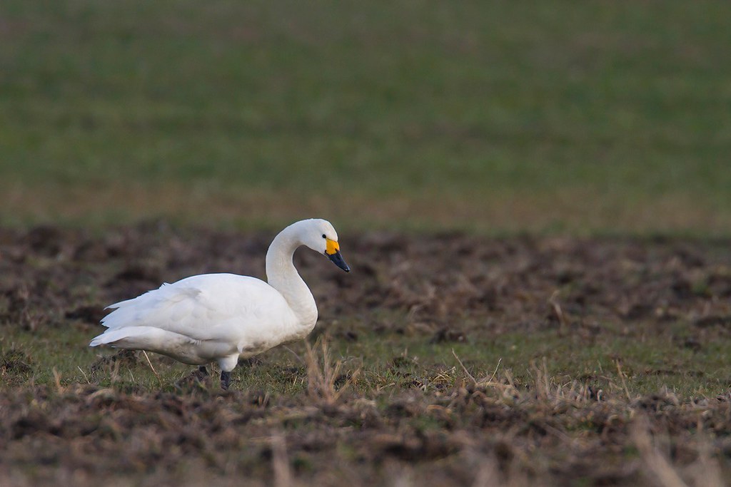 Cygnus columbianus | Tundra Swan | mindre sångsvan