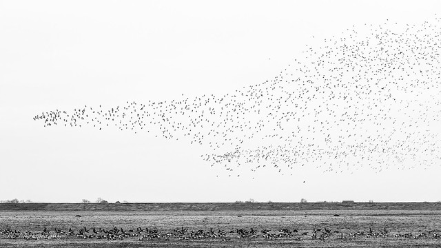 Flock of Common starling (Sturnus vulgaris) in Anjum, The Netherlands