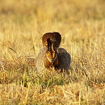 Greater Prairie-Chicken 2016-04-04 (79) Greater Prairie-Chicken - digiscoped - 4 April 2016 - Calamus Outfitters, Switzer Ranch, Loup County, NE