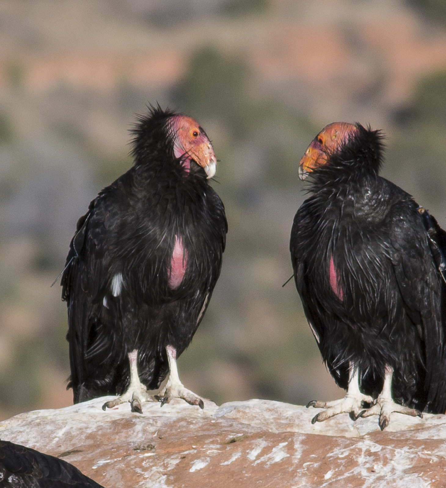 Two condors stand on a rock
