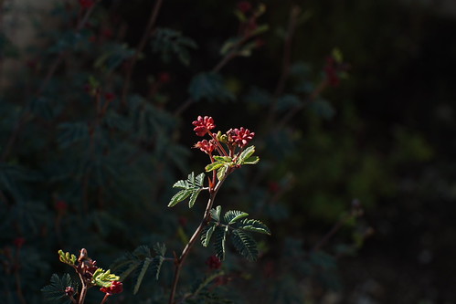 Yashica ML 50mm f/1.4 | Flickr