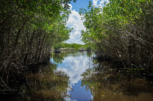 airboat eastcoast everglades florida mangrove nationalpark trees usa naples étatsunis us usa2015gal3