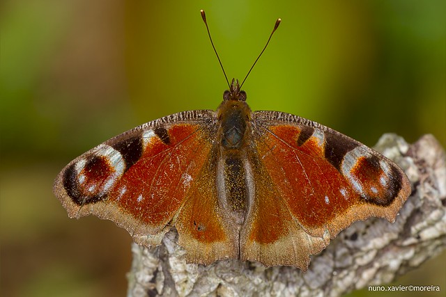 Borboleta-pavao, Peacock butterfly (Aglais io)