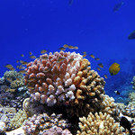 522.Coral Reef...