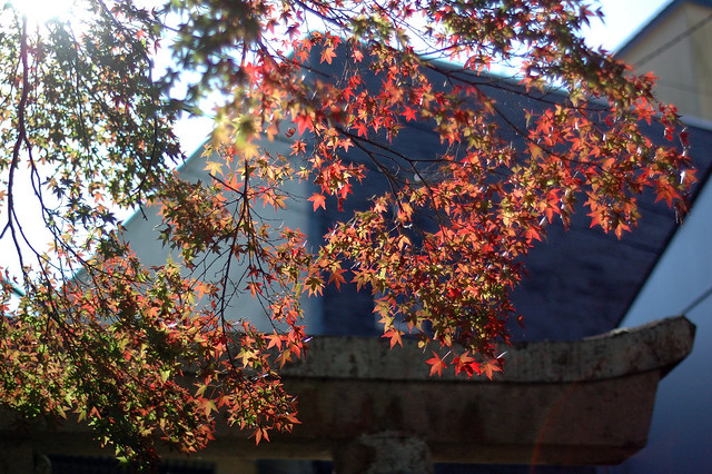 maple with morning light  沐浴晨光之下 - 修善寺日枝神社 in Japan Shizuoka  靜岡伊豆  DSC_0084