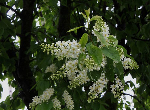 Prunus padus - cerisier à grappes - espèce et cultivars  25181523531_7dae6680e9