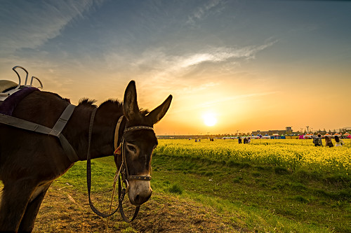 sunset evening donkey