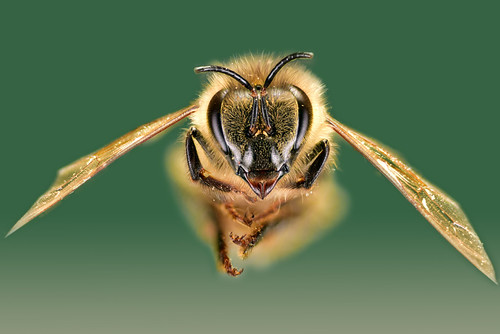 Apis mellifera ligustica | by BaroQH