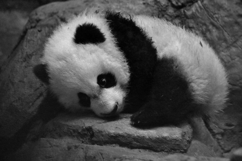 Sleepy Baby Panda (IMG_9765)