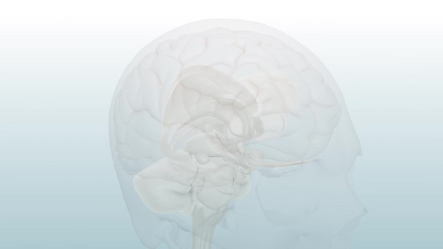 3-D Brain Animation