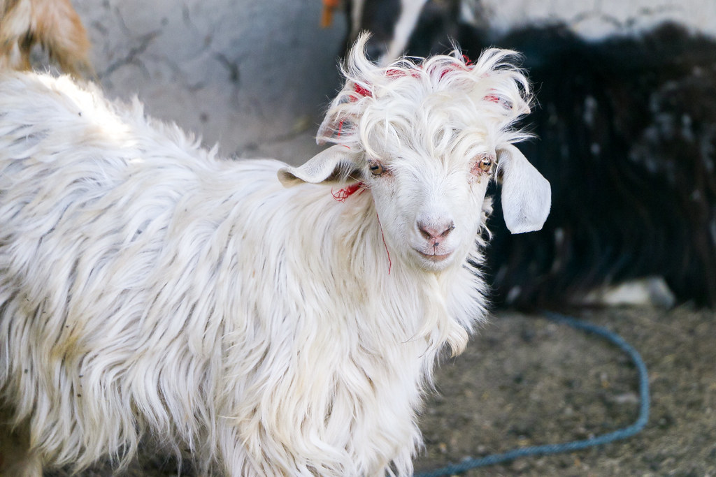Cute Curly Goat In Tashkurgan タシュクルガン 可愛い巻き毛のヤギ Tashkurgan Flickr