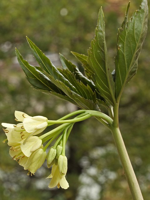 Cardamine enneaphyllos (Brassicaceae) 064 16